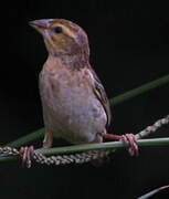 Red-headed Quelea