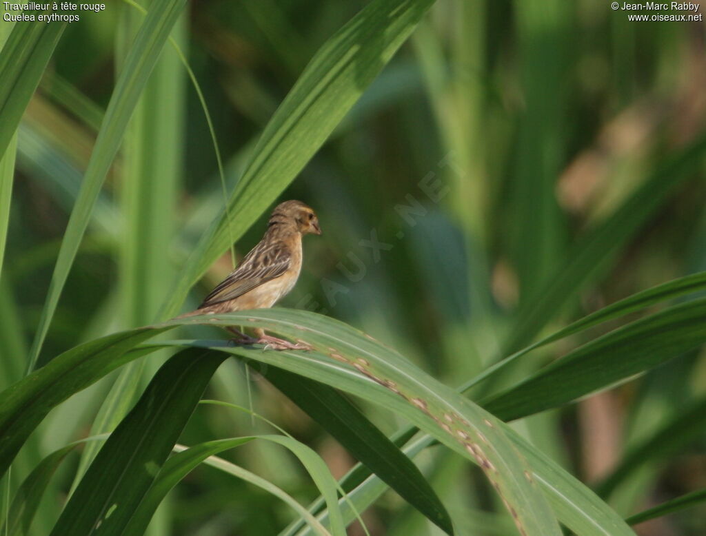 Red-headed Quelea