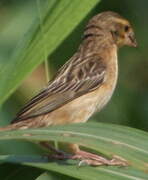 Red-headed Quelea