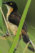 Black-capped Donacobius