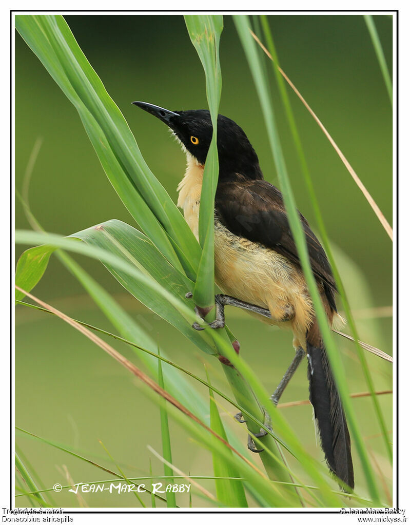 Black-capped Donacobius, identification