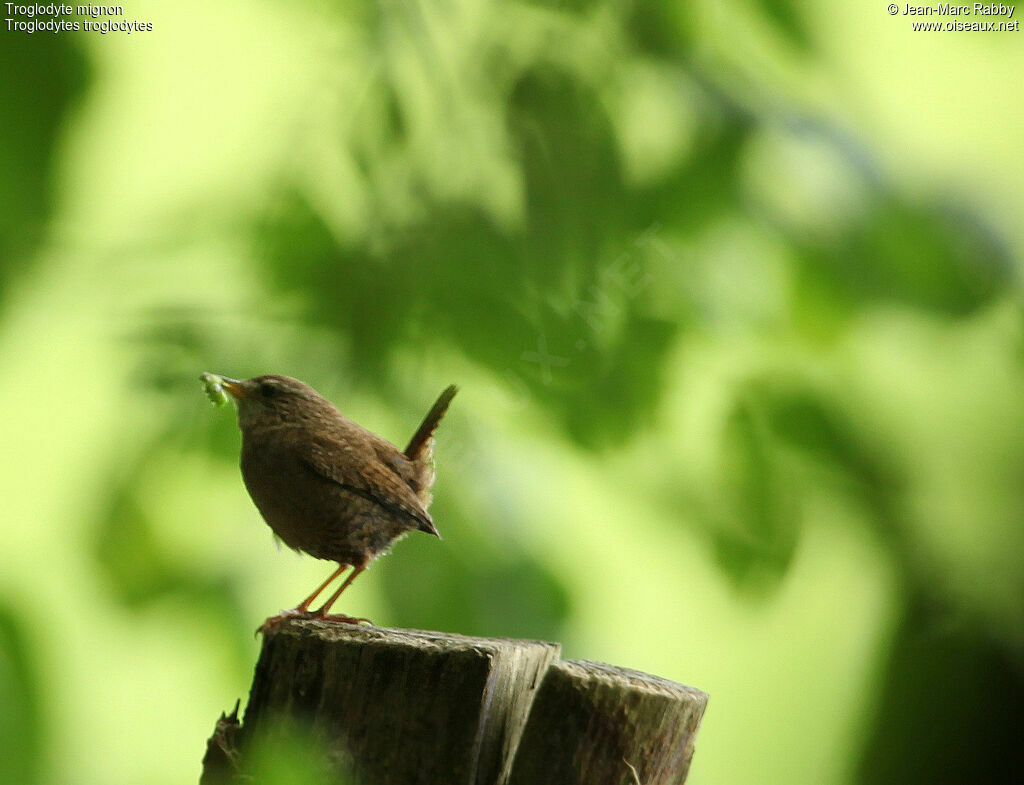 Eurasian Wren, identification