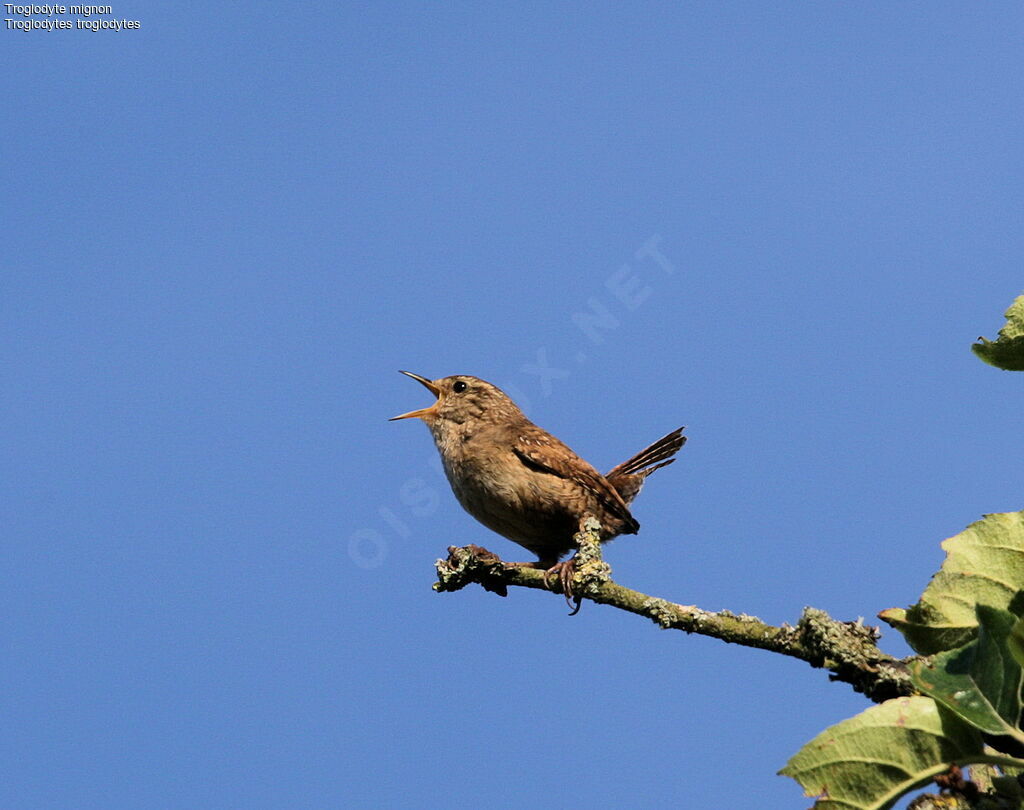 Eurasian Wren, identification