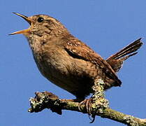 Eurasian Wren