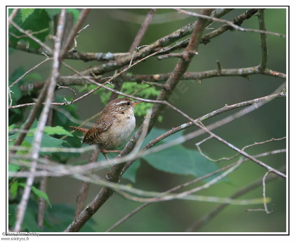 Troglodyte mignon, identification