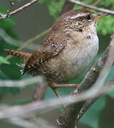 Eurasian Wren