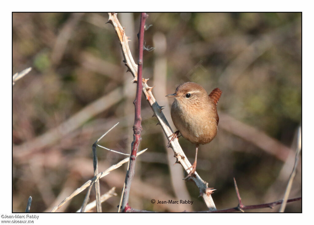 Troglodyte mignon, identification