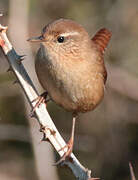 Eurasian Wren