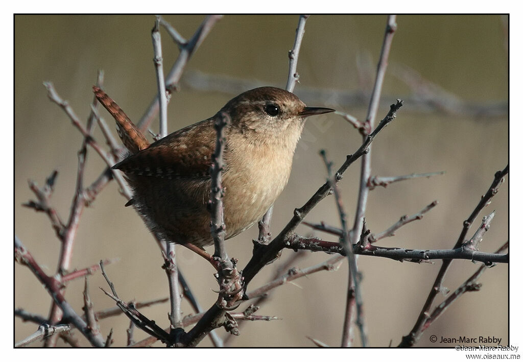 Eurasian Wren, identification