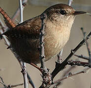 Eurasian Wren