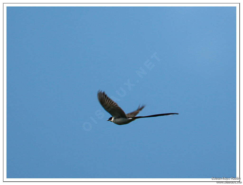 Fork-tailed Flycatcher, Flight