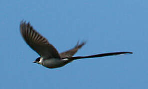 Fork-tailed Flycatcher