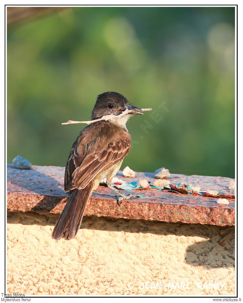 Short-crested Flycatcher, identification