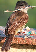 Short-crested Flycatcher