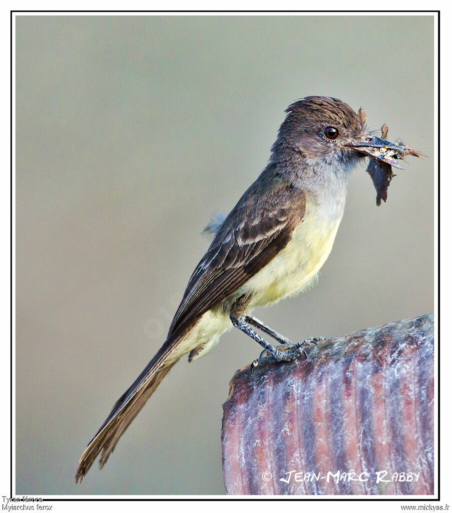 Short-crested Flycatcher, identification