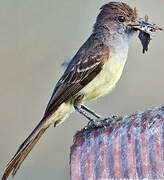 Short-crested Flycatcher