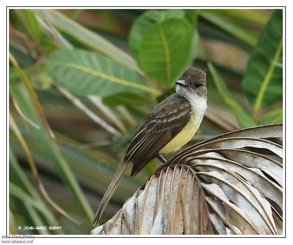 Short-crested Flycatcheradult, identification