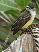 Short-crested Flycatcher