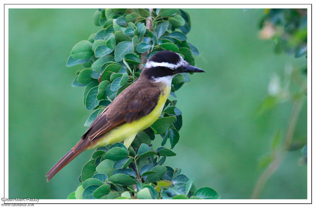 Lesser Kiskadee, identification