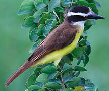 Lesser Kiskadee