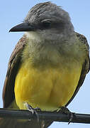 Tropical Kingbird