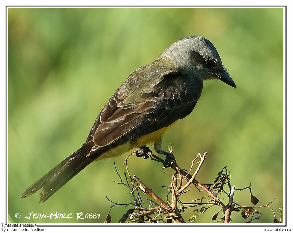 Tropical Kingbird, identification