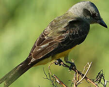 Tropical Kingbird