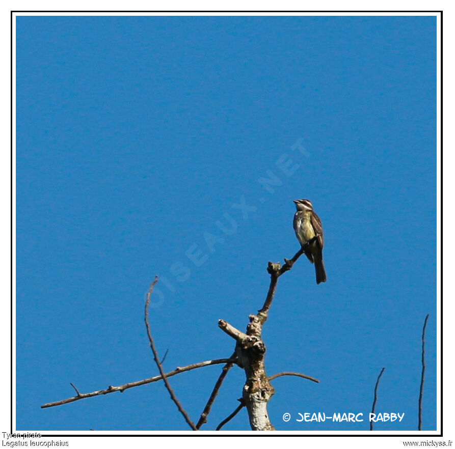 Piratic Flycatcher, identification