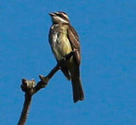 Piratic Flycatcher