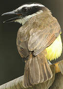 Great Kiskadee