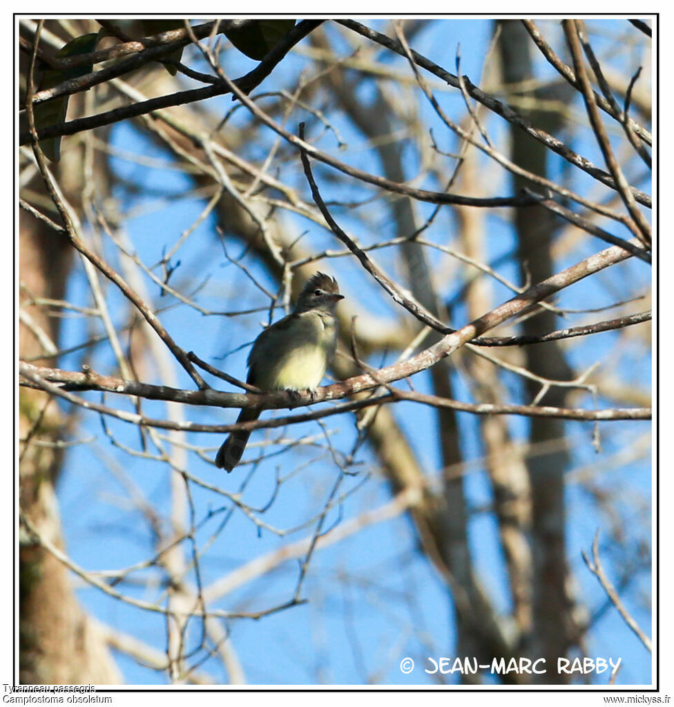 Southern Beardless Tyrannulet, identification