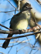 Tyranneau passegris