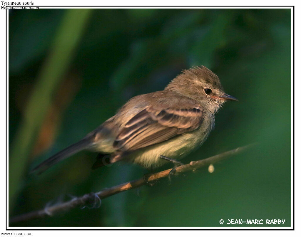 Tyranneau souris, identification