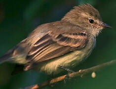 Southern Mouse-colored Tyrannulet