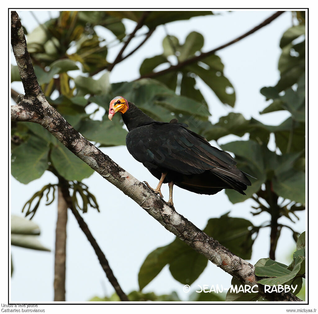 Lesser Yellow-headed Vulture, identification