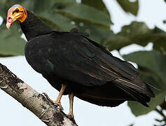 Lesser Yellow-headed Vulture