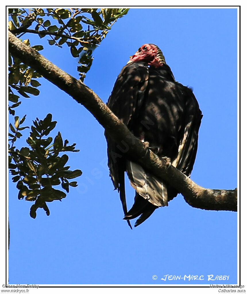 Urubu à tête rouge, identification