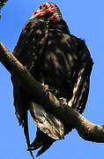 Turkey Vulture