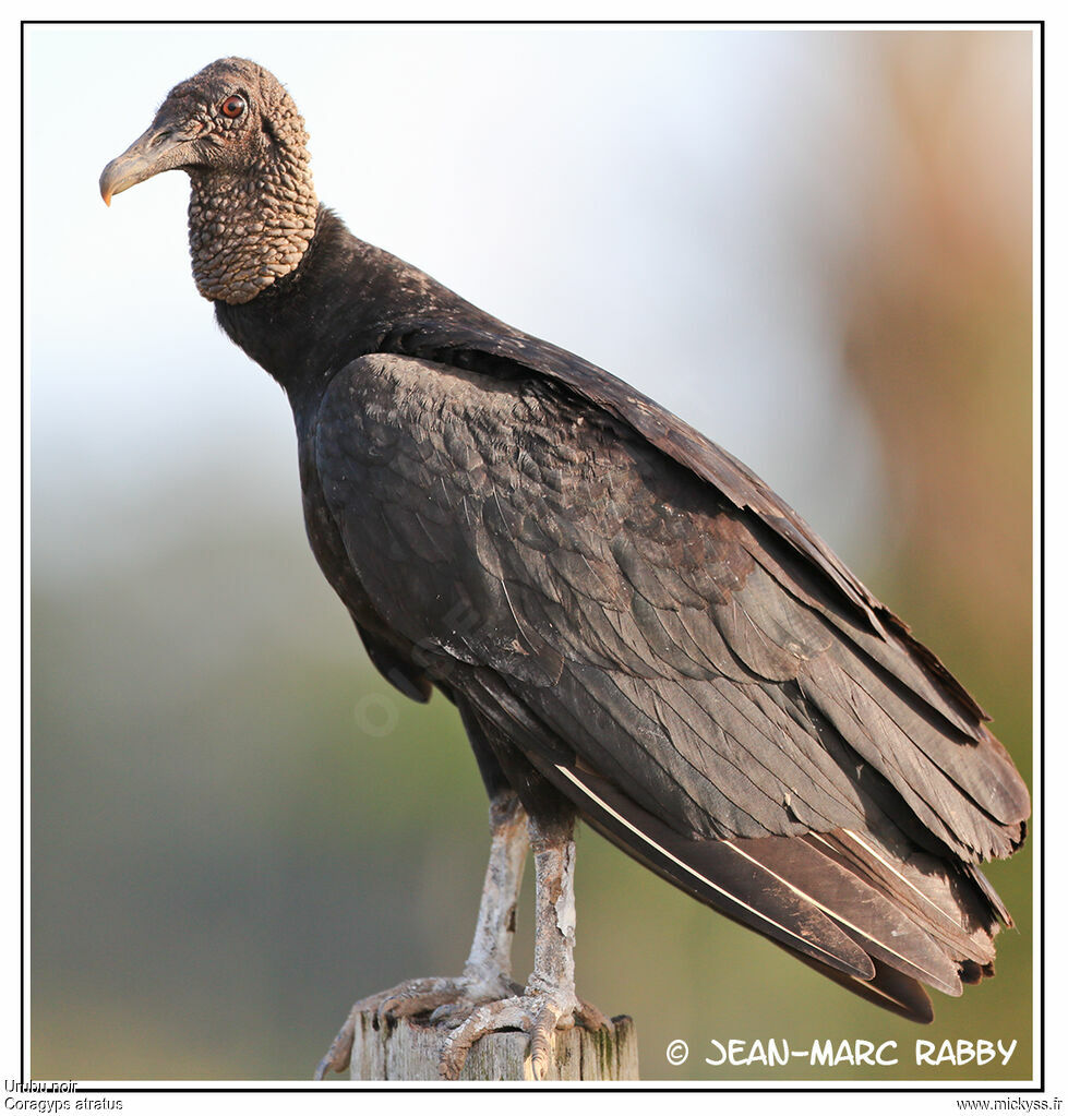 Urubu noir, identification