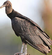 Black Vulture