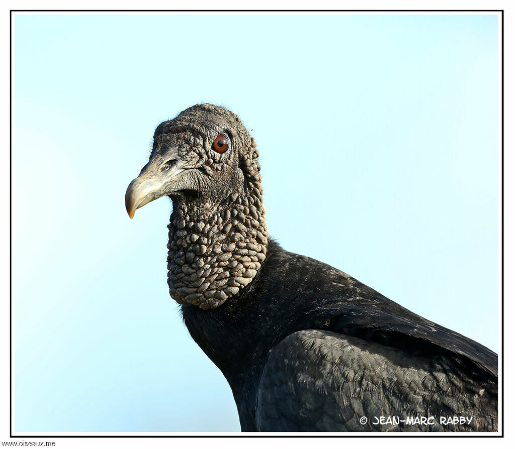 Urubu noir, identification