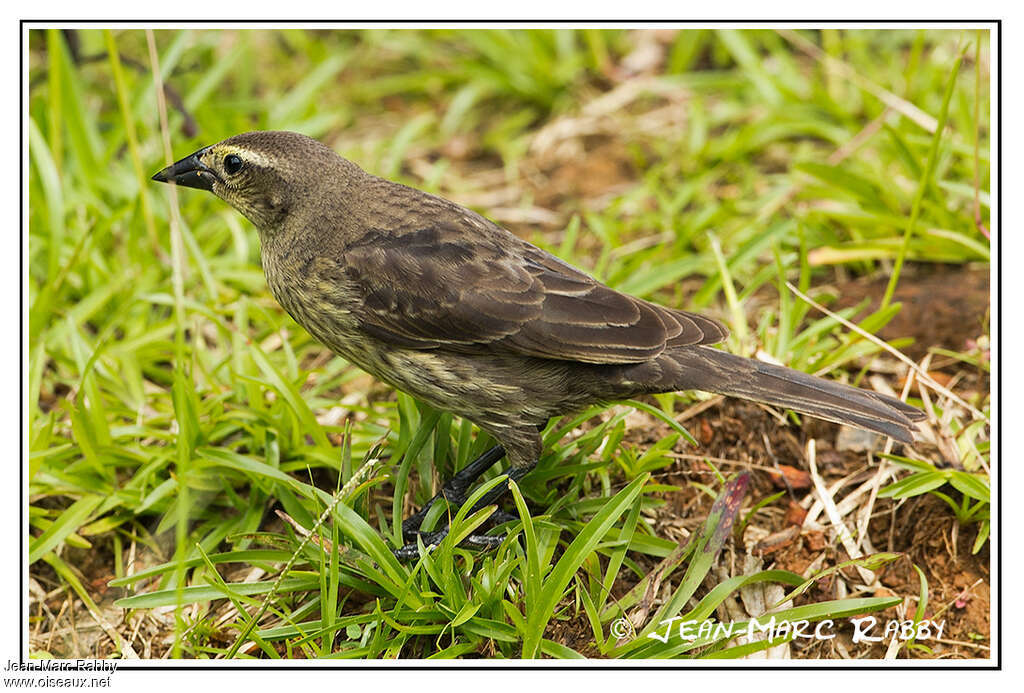 Shiny Cowbird female juvenile, pigmentation