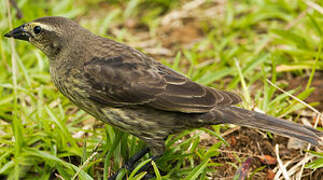 Shiny Cowbird