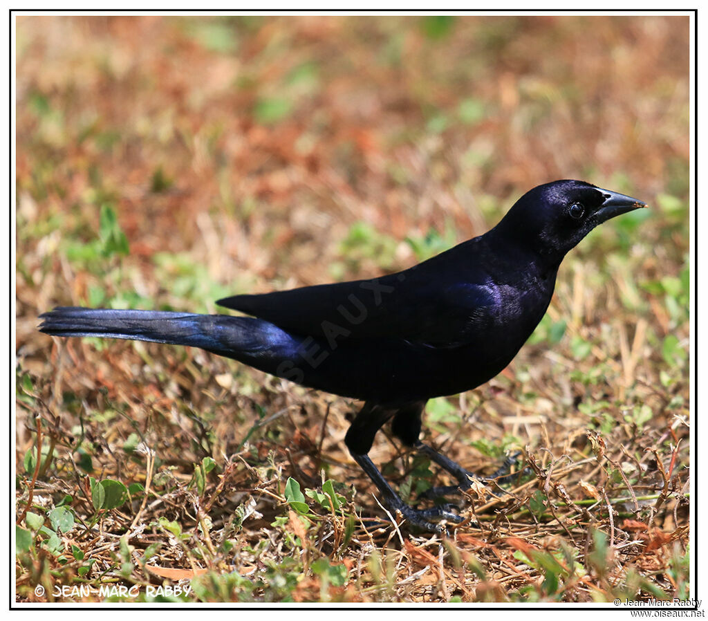 Vacher luisant mâle, identification