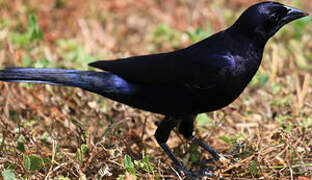 Shiny Cowbird