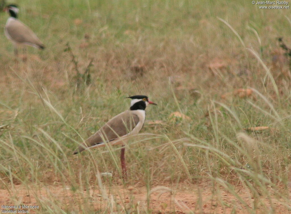 Vanneau à tête noire, identification