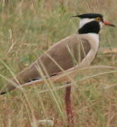 Black-headed Lapwing