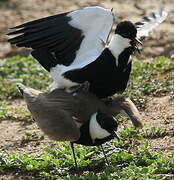 Spur-winged Lapwing