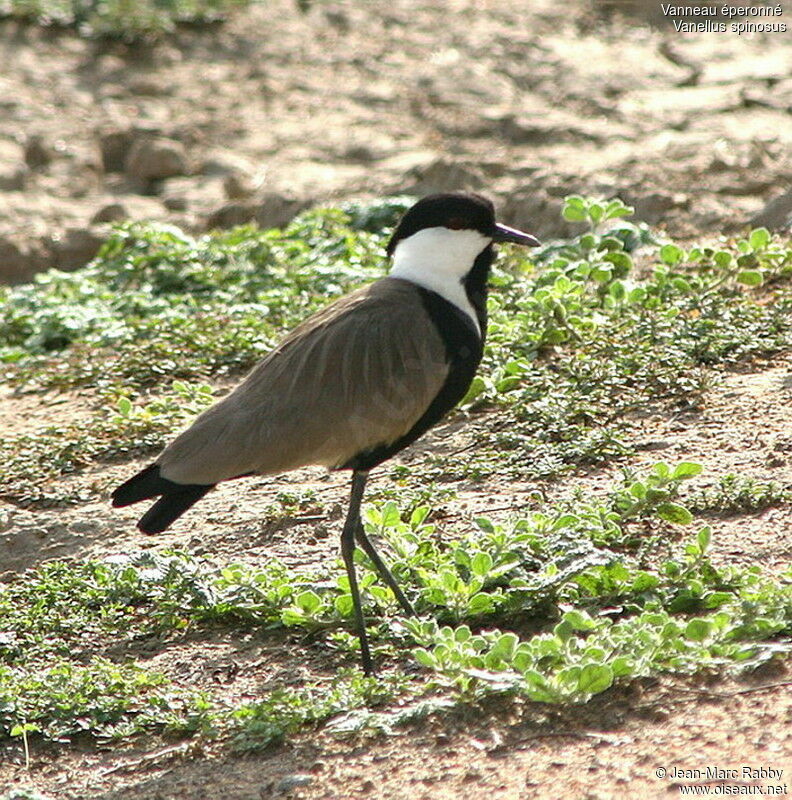 Vanneau éperonné, identification