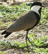 Spur-winged Lapwing